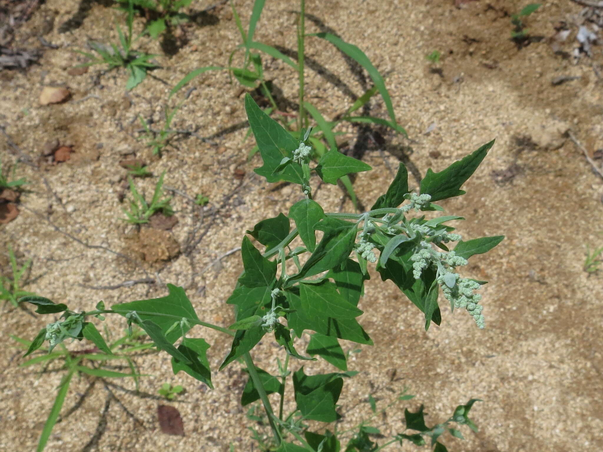 Image de Chenopodium bryoniifolium A. Bunge