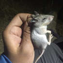 Image of Southern Grasshopper Mouse