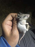Image of Southern Grasshopper Mouse