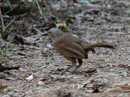 Image of Ashy-headed Laughingthrush