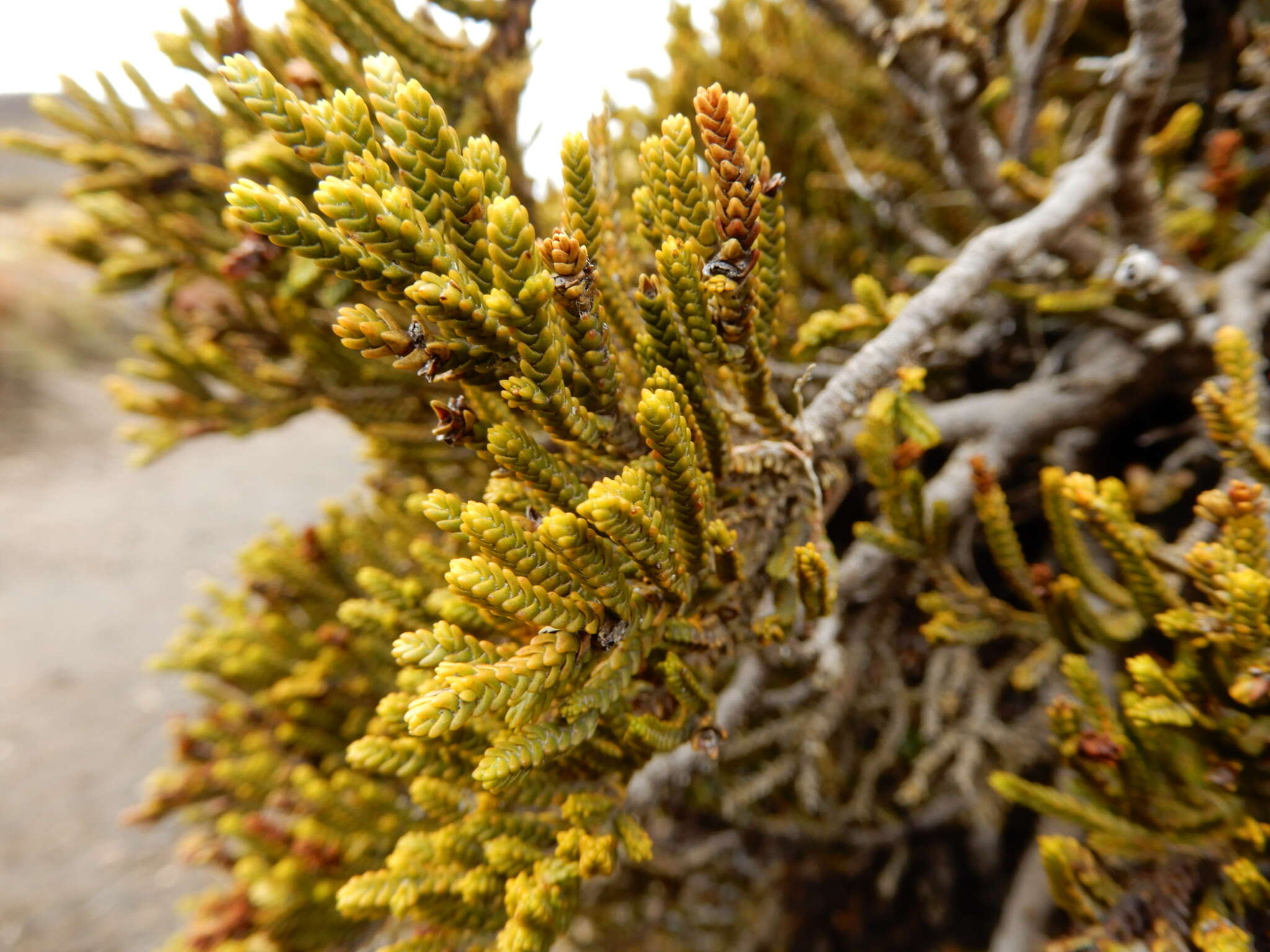 Image of Veronica tetragona subsp. tetragona