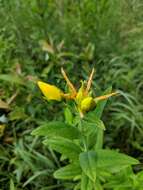 Image of great St. Johnswort