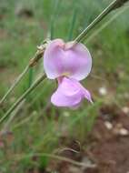 Image of Tephrosia longipes subsp. longipes