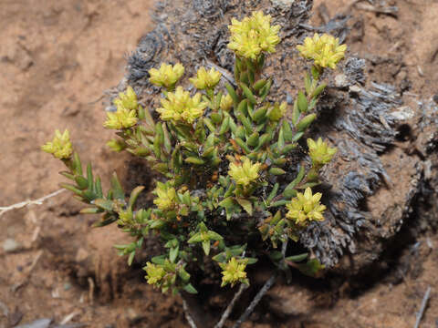 Image of Crassula muricata Thunb.