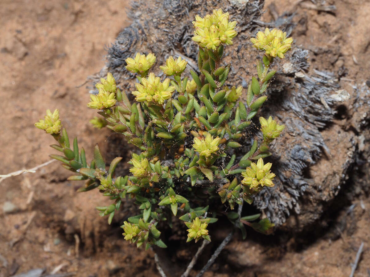 Crassula muricata Thunb. resmi