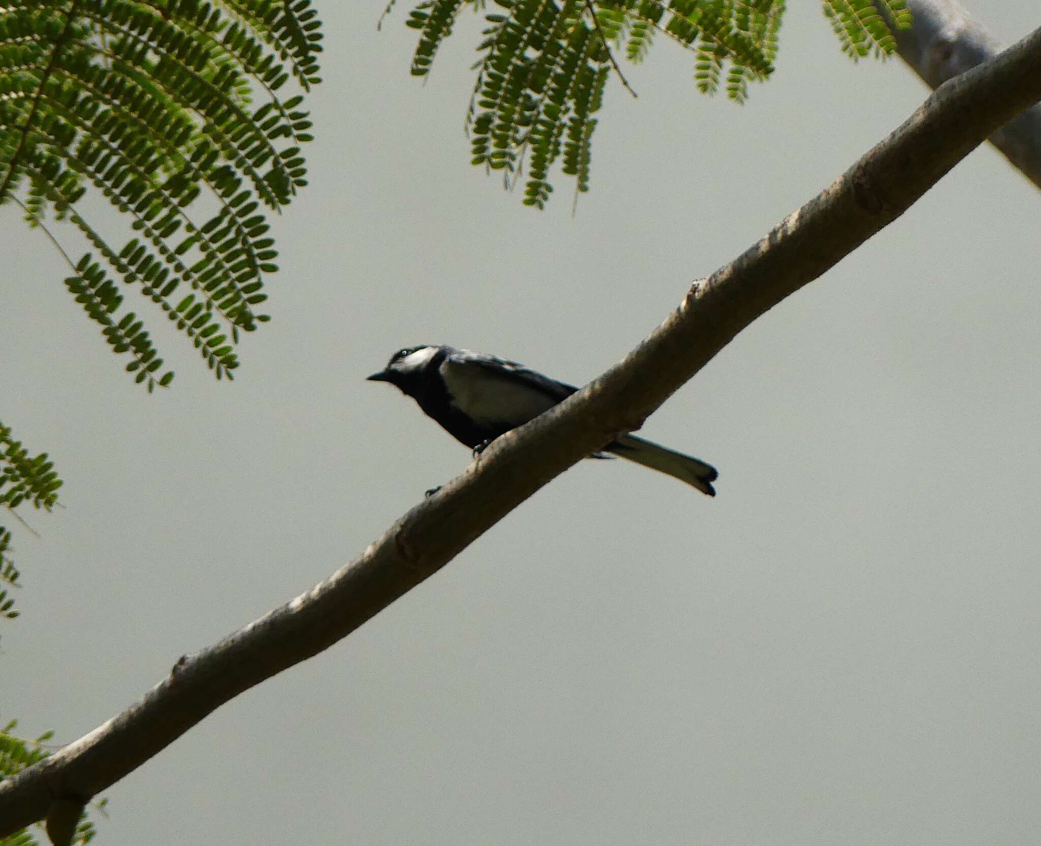 Imagem de Parus cinereus Vieillot 1818