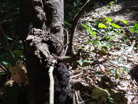 Image of Ficus nymphaeifolia Mill.