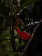 Image of Glossoloma pycnosuzygium (Donn. Sm.) J. L. Clark