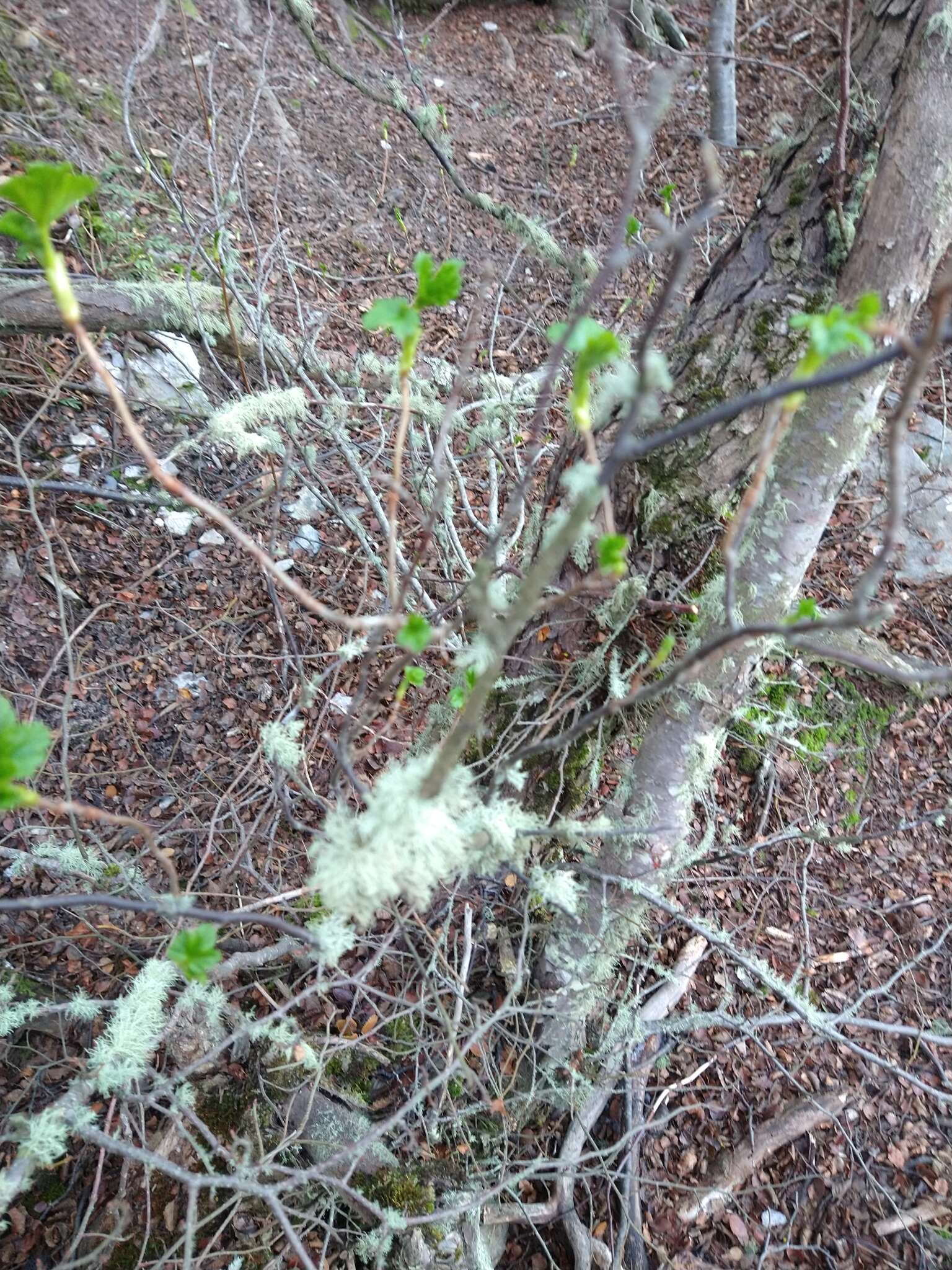 Image of Ribes magellanicum Poir.