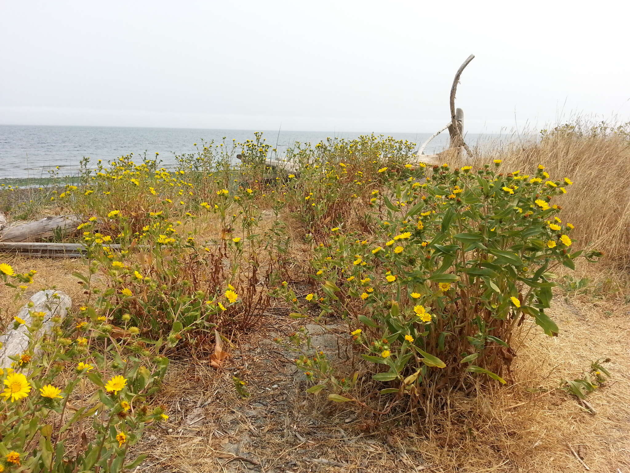 Image of Entire-leaved Gumweed