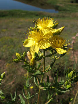 Image of Hypericum elegans Steph. ex Willd.