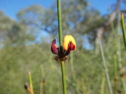 Daviesia triflora Crisp resmi