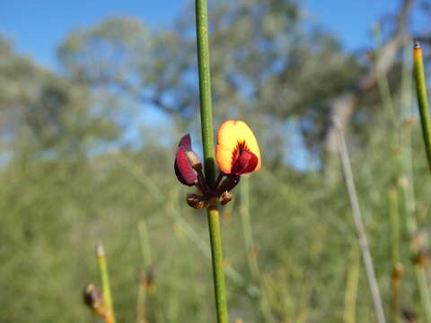 Daviesia triflora Crisp resmi