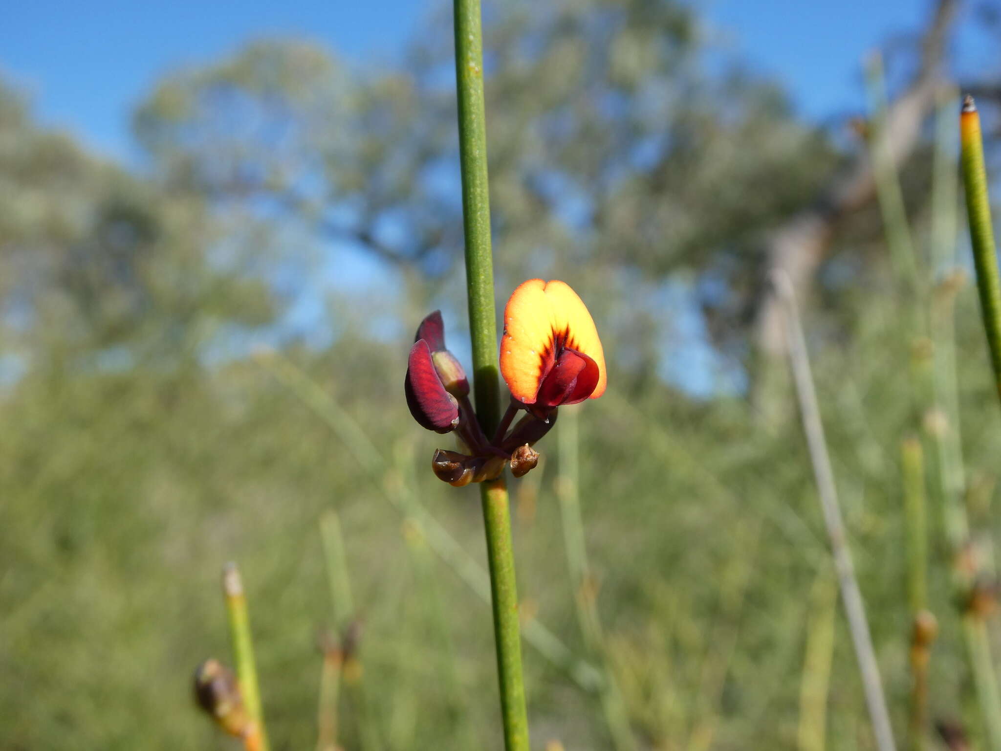 Daviesia triflora Crisp resmi