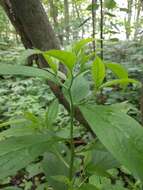 Image of American stoneseed