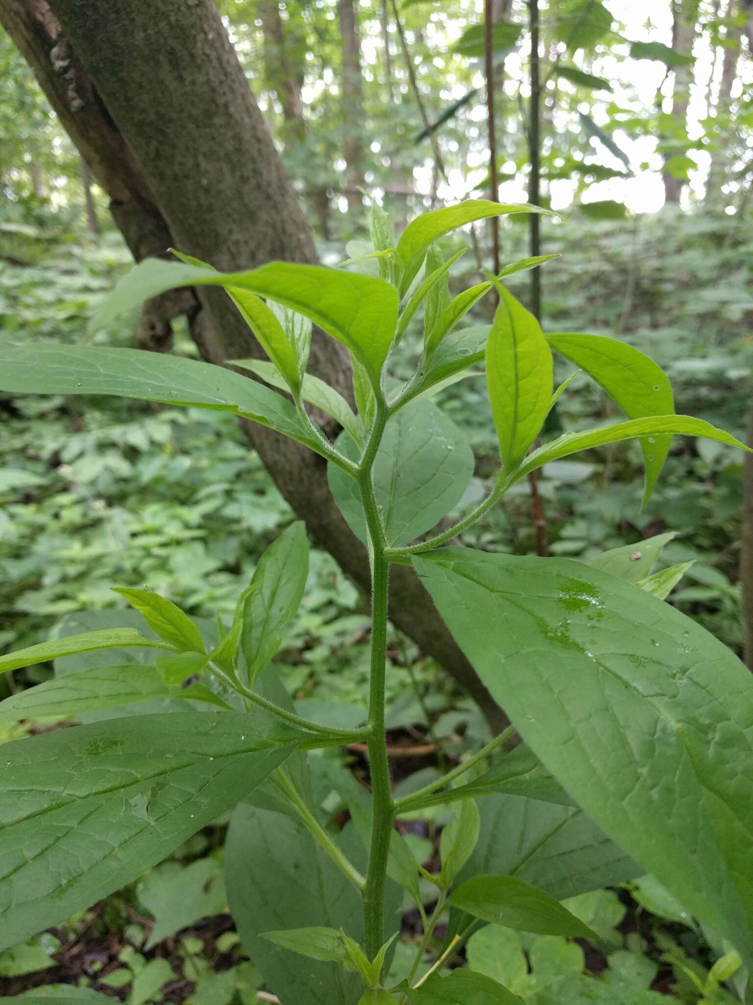 Image of American stoneseed