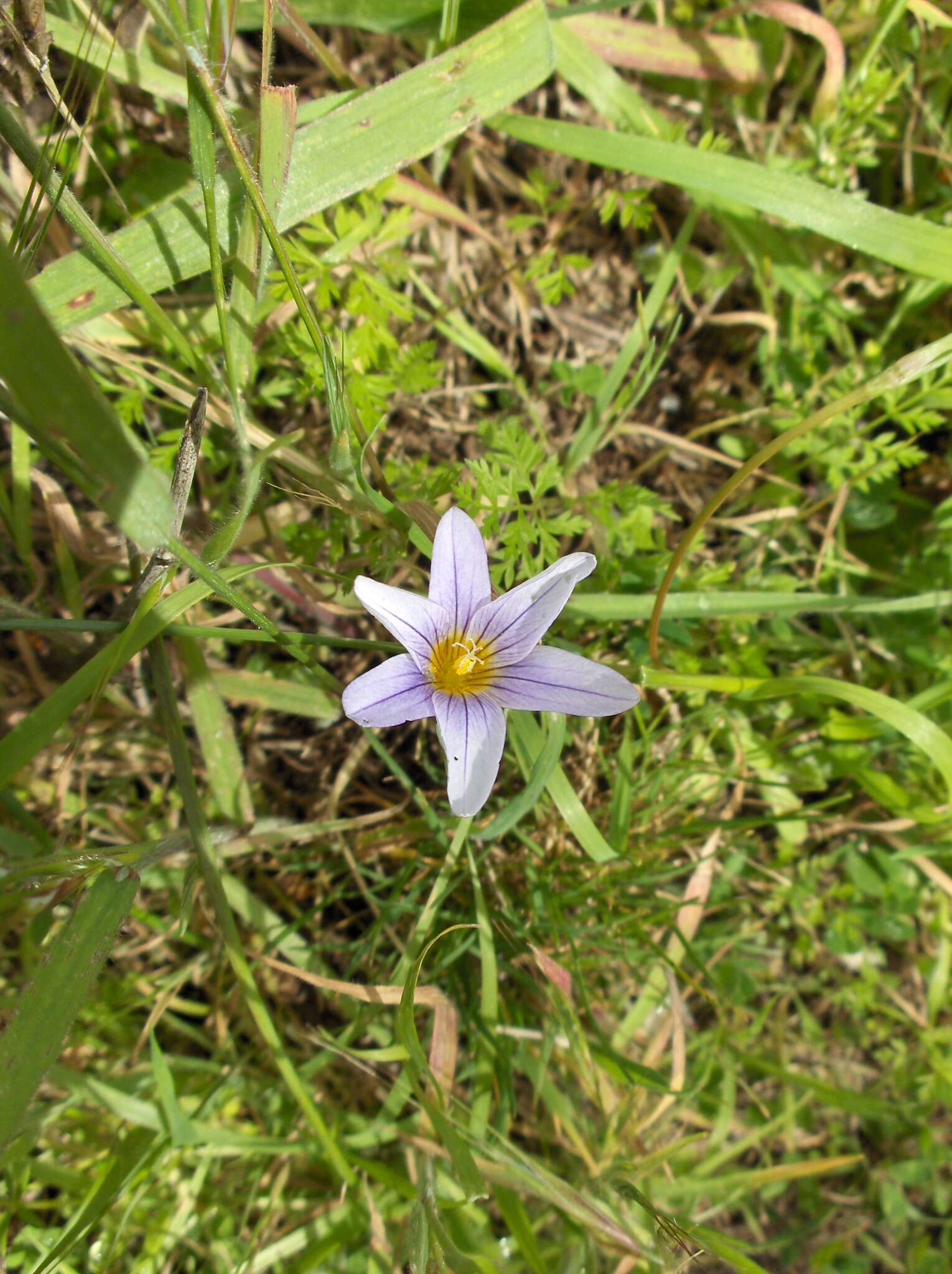 Image of Romulea columnae subsp. grandiscapa (Webb) G. Kunkel