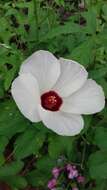 Image of Arizona rosemallow