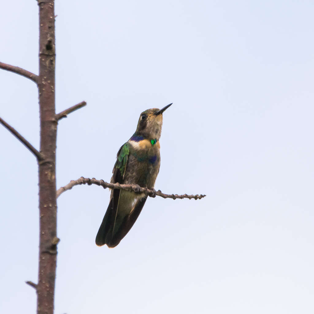 Augastes scutatus (Temminck 1824) resmi