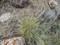 Image of Styppeiochloa hitchcockii (A. Camus) Cope