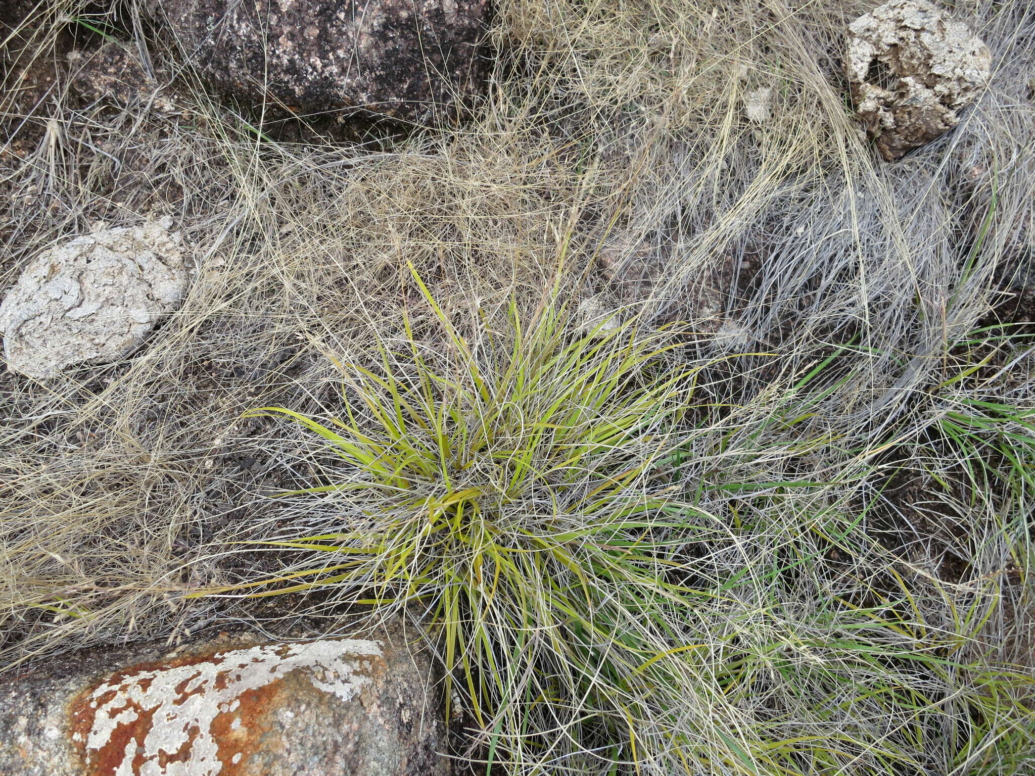 Image of Styppeiochloa hitchcockii (A. Camus) Cope