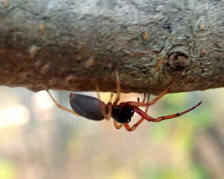 صورة Trachelas tranquillus (Hentz 1847)