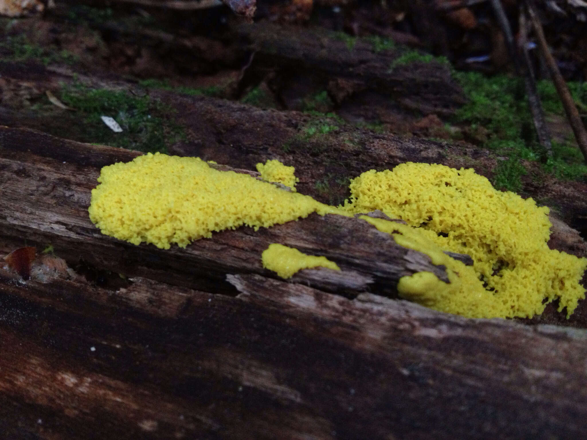 Image of Dog vomit slime mold