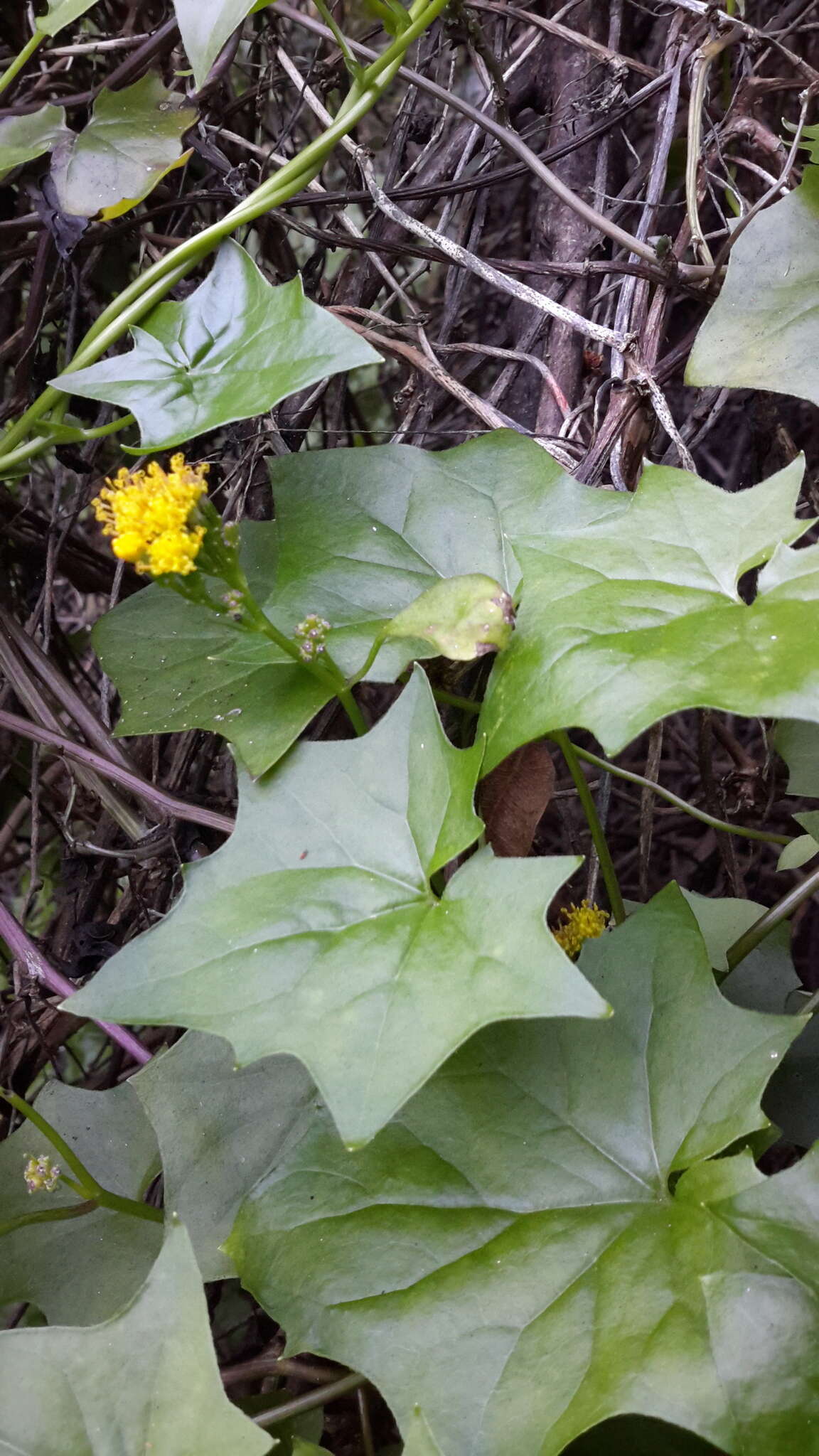 Image of Cape-ivy