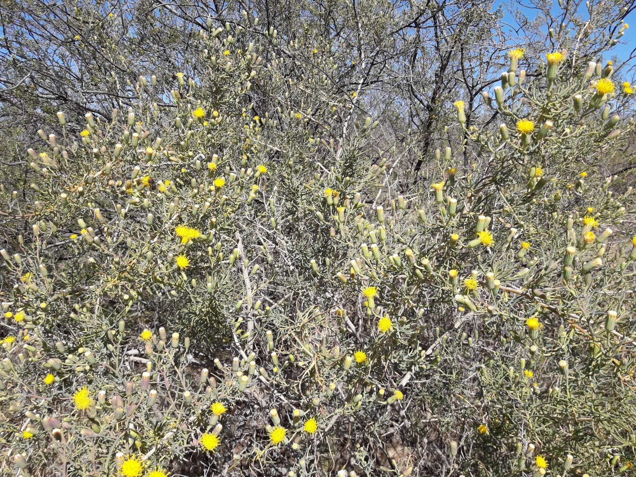 Image of Senecio subulatus D. Don ex Hook. & Arn.