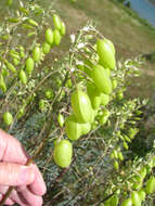 Image of San Joaquin milkvetch