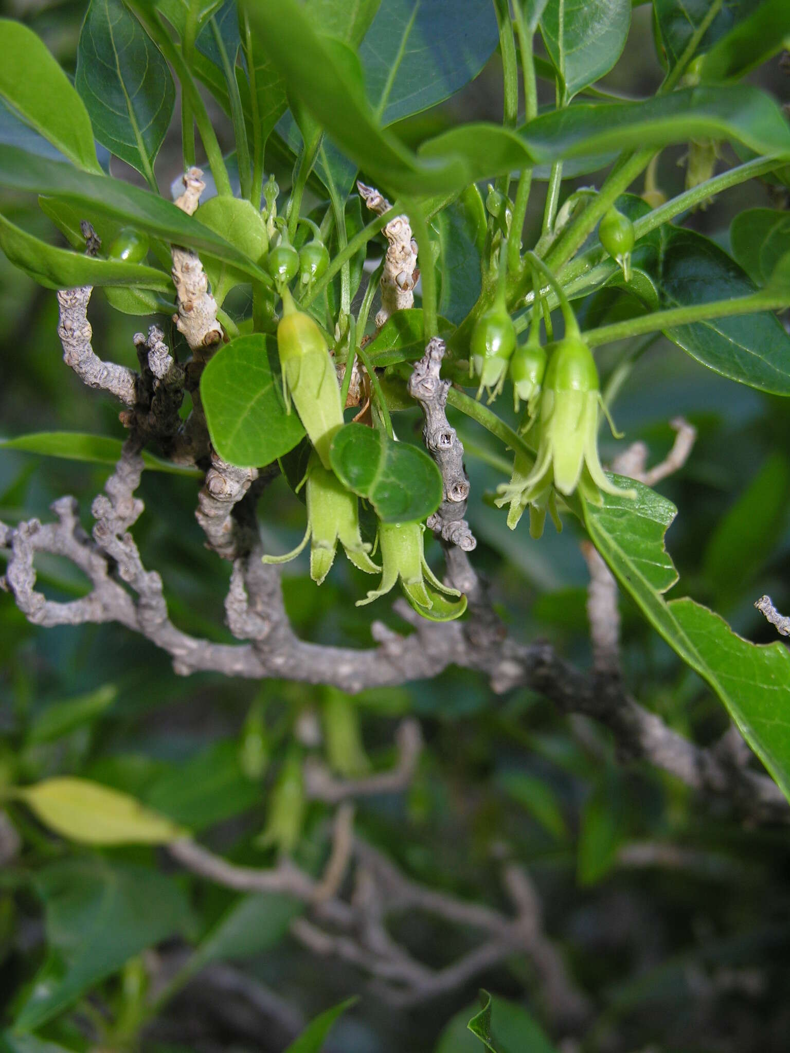 Image of Withania aristata (Ait.) Pauq.