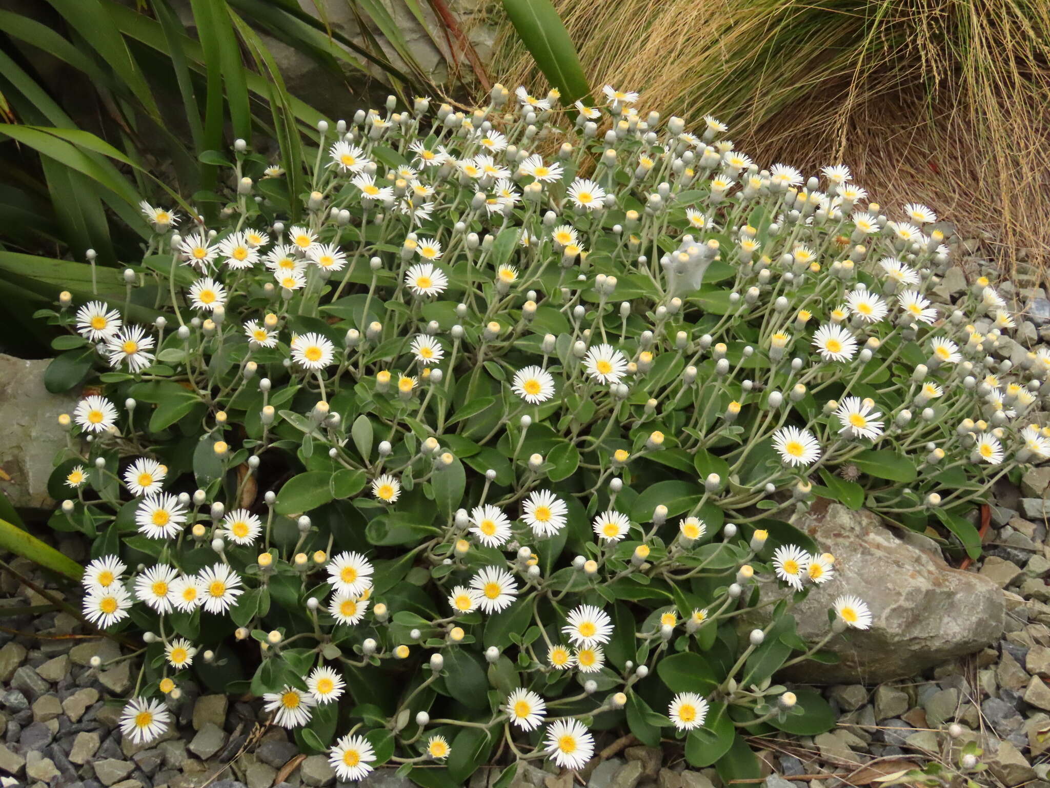 Image of Pachystegia rufa B. P. J. Molloy