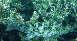 Image of Notchheaded marblefish