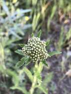 Image of Achillea asiatica Serg.