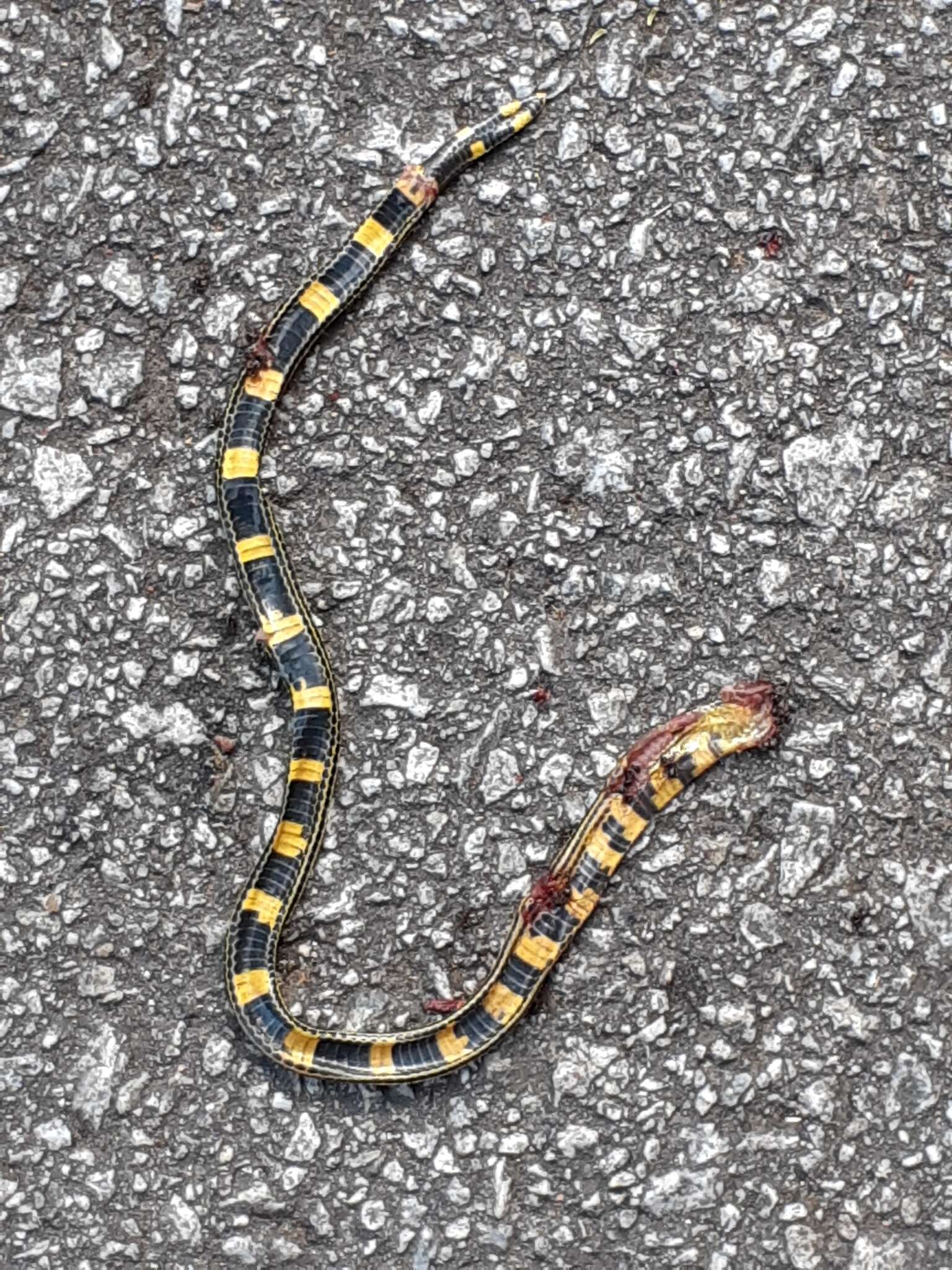 Image of Variable Reed Snake