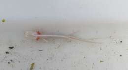 Image of Texas Blind Salamander
