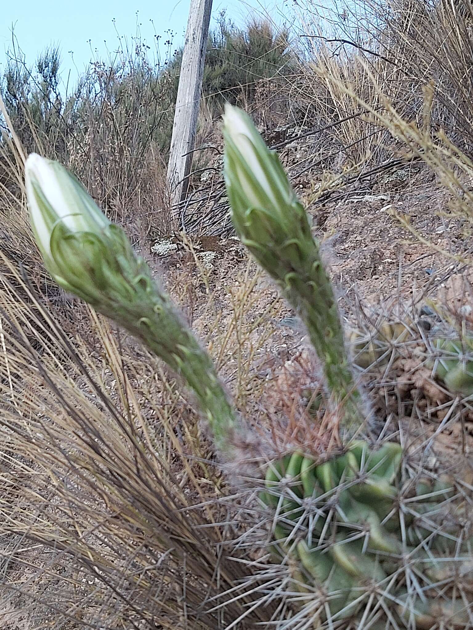 Echinopsis bridgesii Salm-Dyck resmi