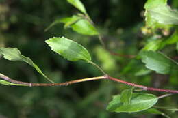 Image of Plagianthus cymosus Cockayne & Allan