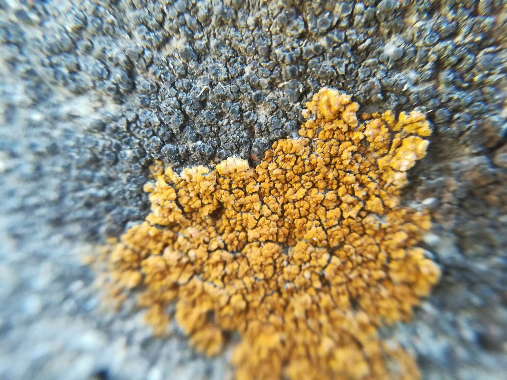 Image of orange lichen