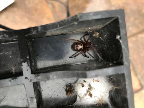 Image of Cobweb weaver