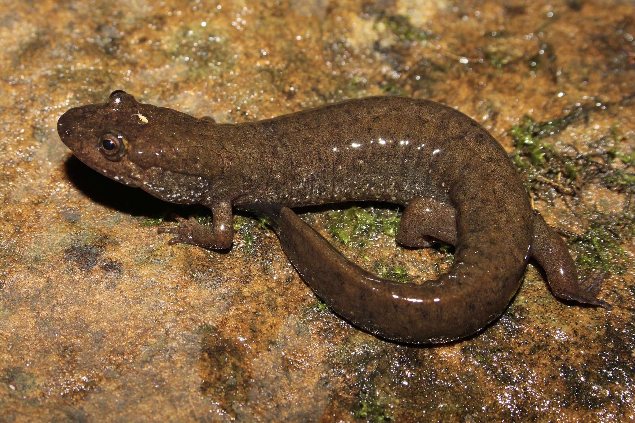 Image of Black mountain salamander