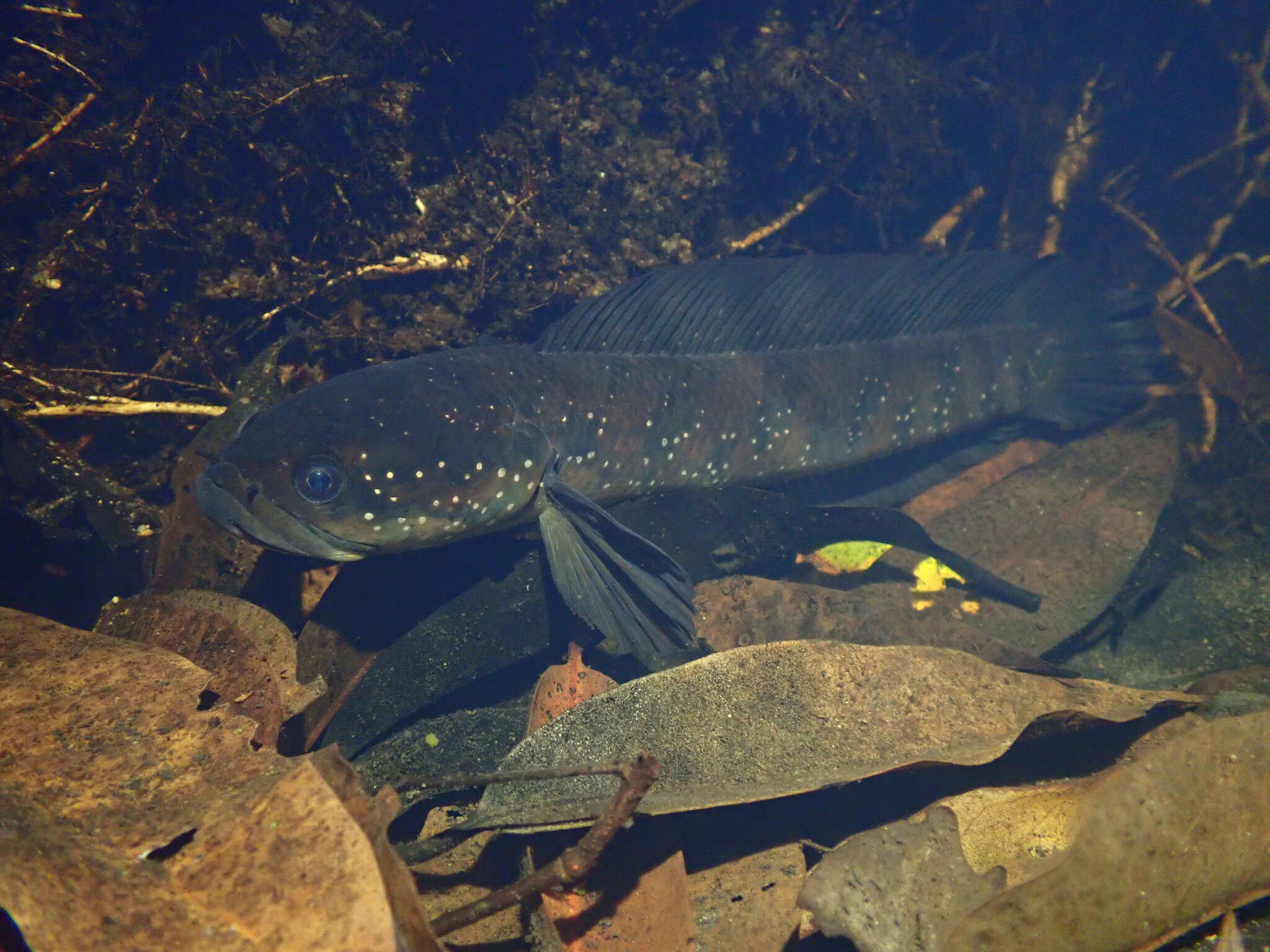 Image of Small snakehead