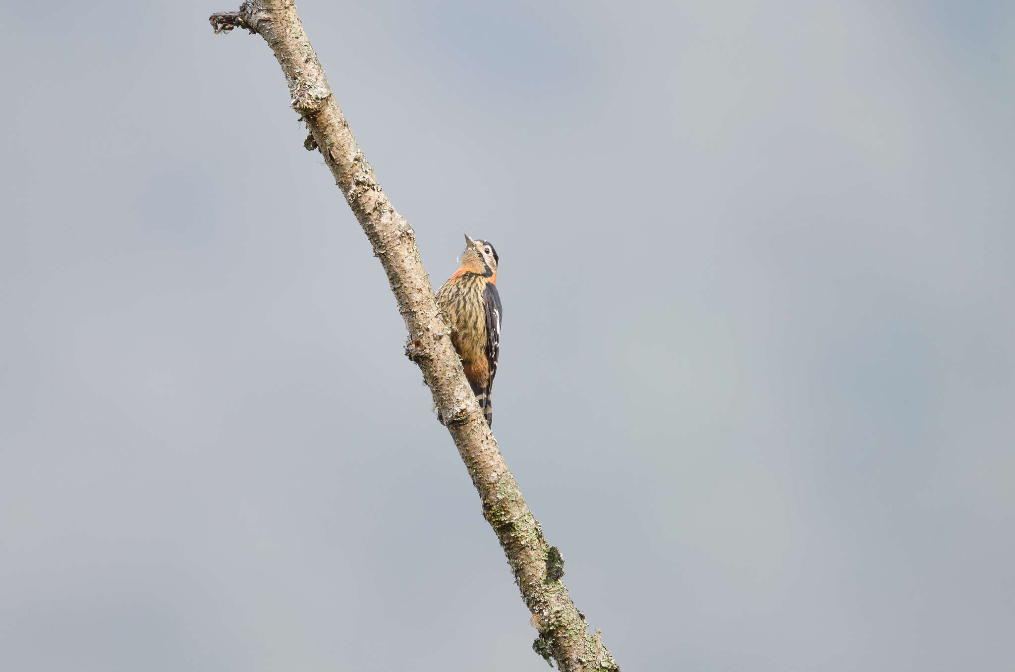 Image of Darjeeling Woodpecker