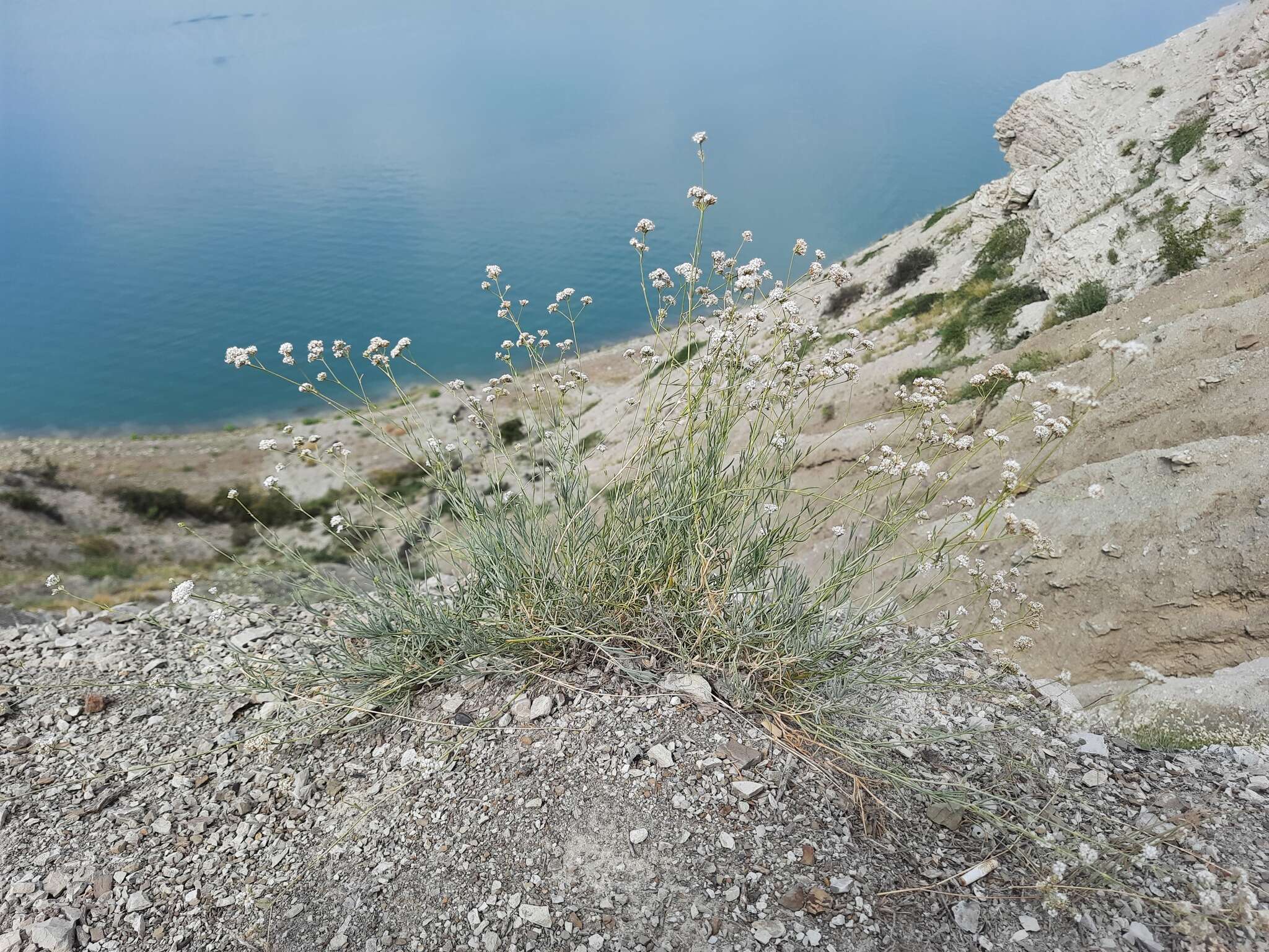 Слика од Gypsophila capitata Bieb.