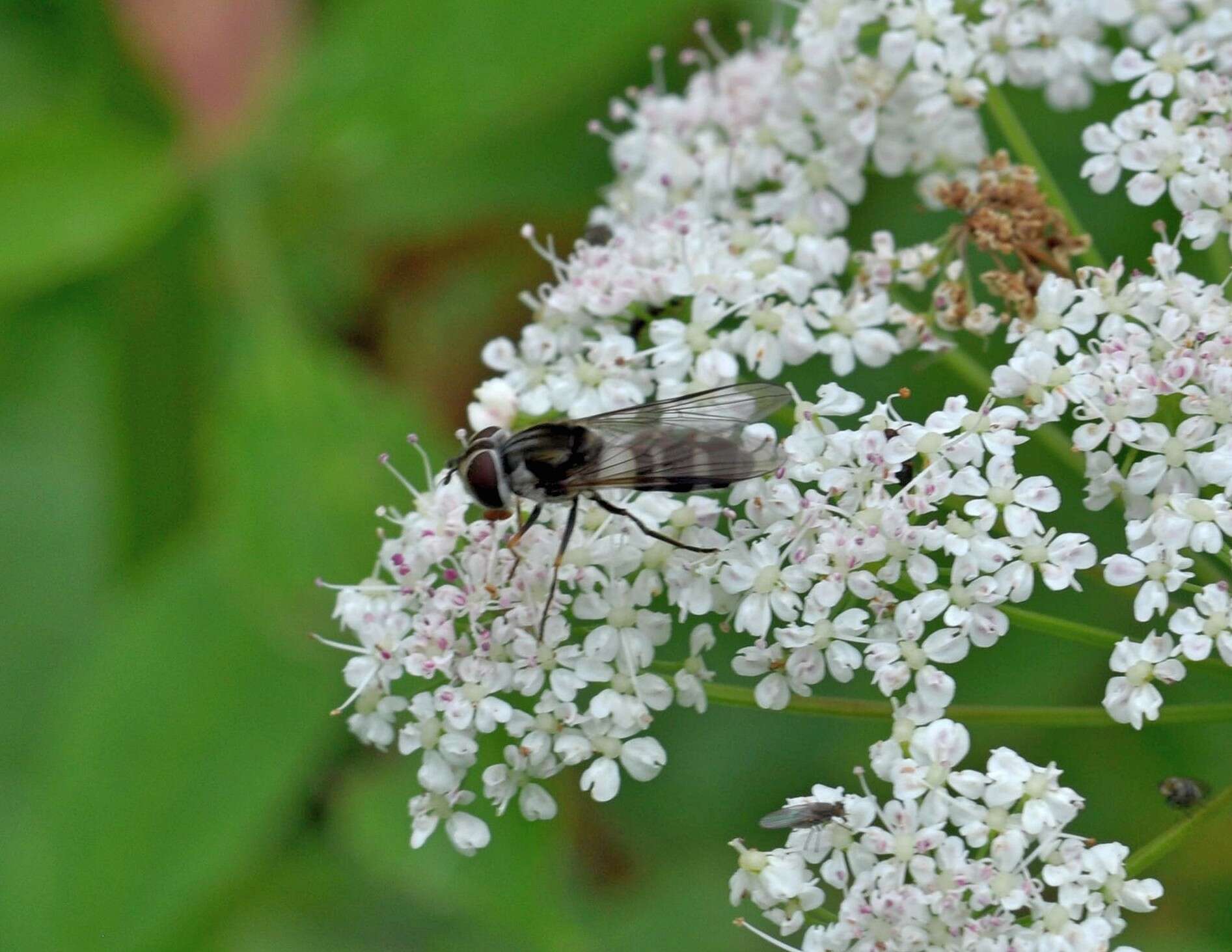 Leucozona laternaria (Muller 1776) resmi