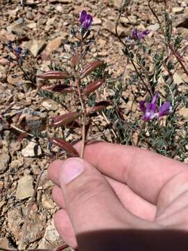 Image of freckled milkvetch