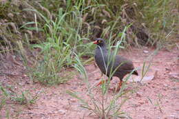 Image of Red-billed Francolin