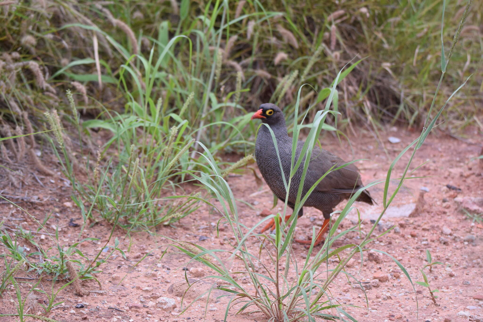 Image of Red-billed Francolin