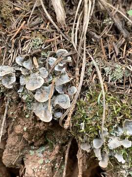 Image of felt lichen