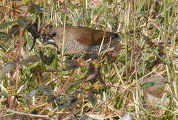 Image of Lonchura punctulata topela (Swinhoe 1863)